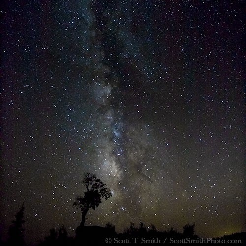 Utah. USA. Milky Way and starry sky above small aspen tree. Thousand Lake Mountain. Fishlake National Forest.