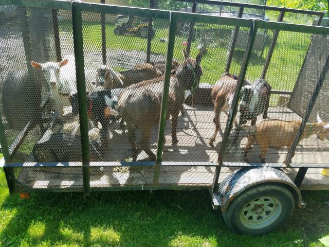 Goats in their temporary trailer
