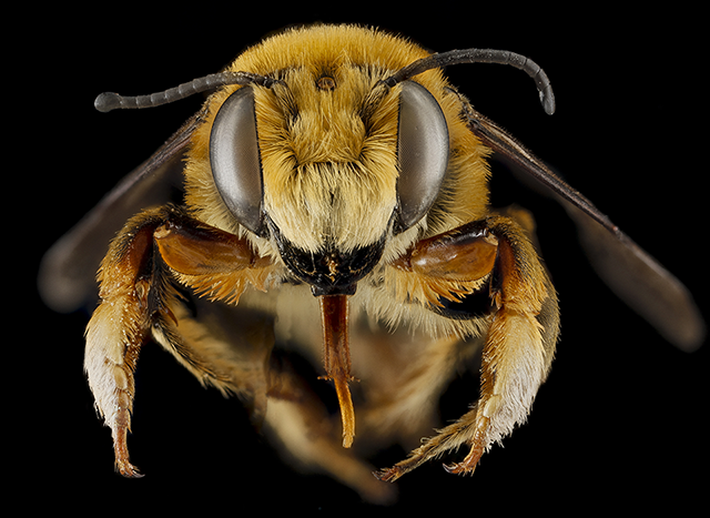 Image of microscopic view of bee face.