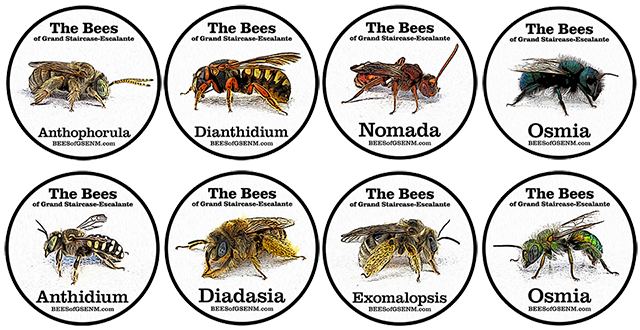 Image of eight different Bee Badges.