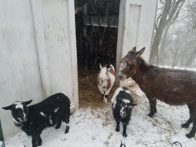 Diamond, Kal, Petoskey and Oreo endure a rare snowstorm, Feb. 20, 2019